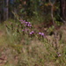 Sandhill Blazing Star - Photo (c) lillybyrd, some rights reserved (CC BY-NC), uploaded by lillybyrd