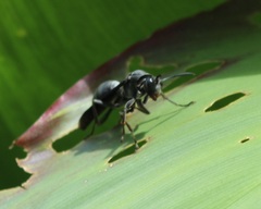 Polistes aterrimus