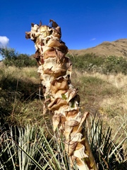 Puya membranacea