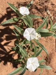 Euploca convolvulacea