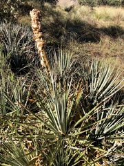 Puya membranacea