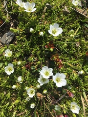 Pseudocherleria macrocarpa