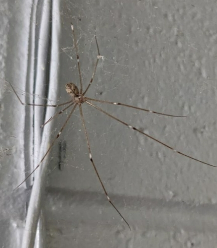 Tailed Cellar Spider photo 4