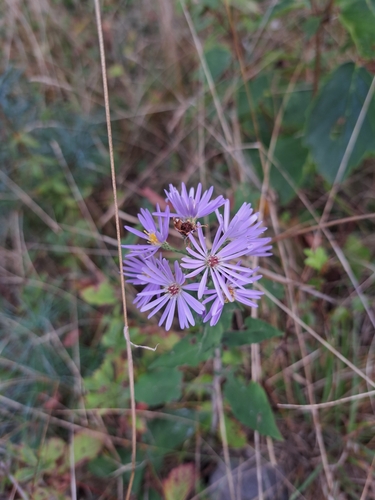 Image of Symphyotrichum undulatum by (c) Bob Schwartz, some rights reserved (CC BY)