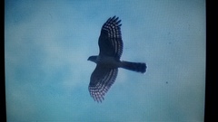 Accipiter striatus chionogaster