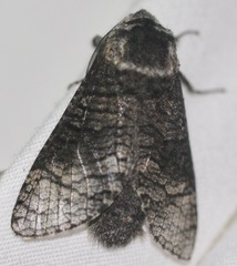 Acossus centerensis