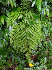 Diplazium laxifrons