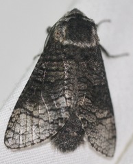 Acossus centerensis