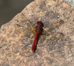 Sympetrum gilvum