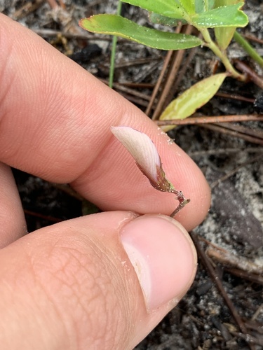 Image of Tephrosia chrysophylla by no rights reserved