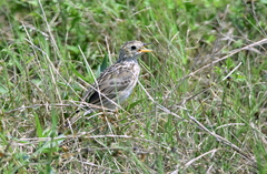 Anthus spragueii