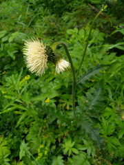 Cirsium erisithales