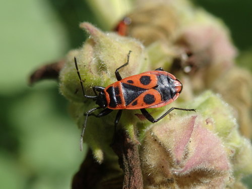 Pyrrhocoris apterus