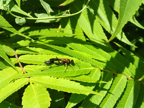 Sceliphron caementarium