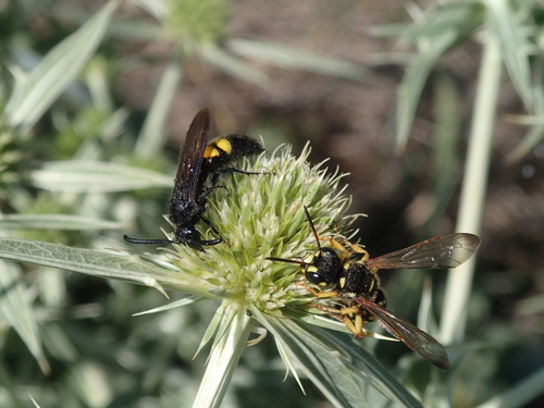 Scolia hirta