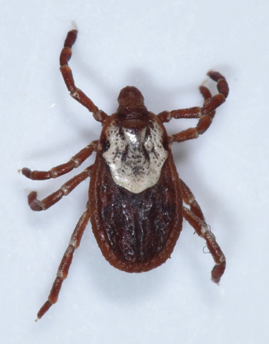 American dog tick