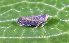 Scaphytopius frontalis