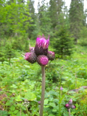 Cirsium rivulare