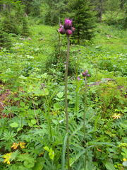 Cirsium rivulare
