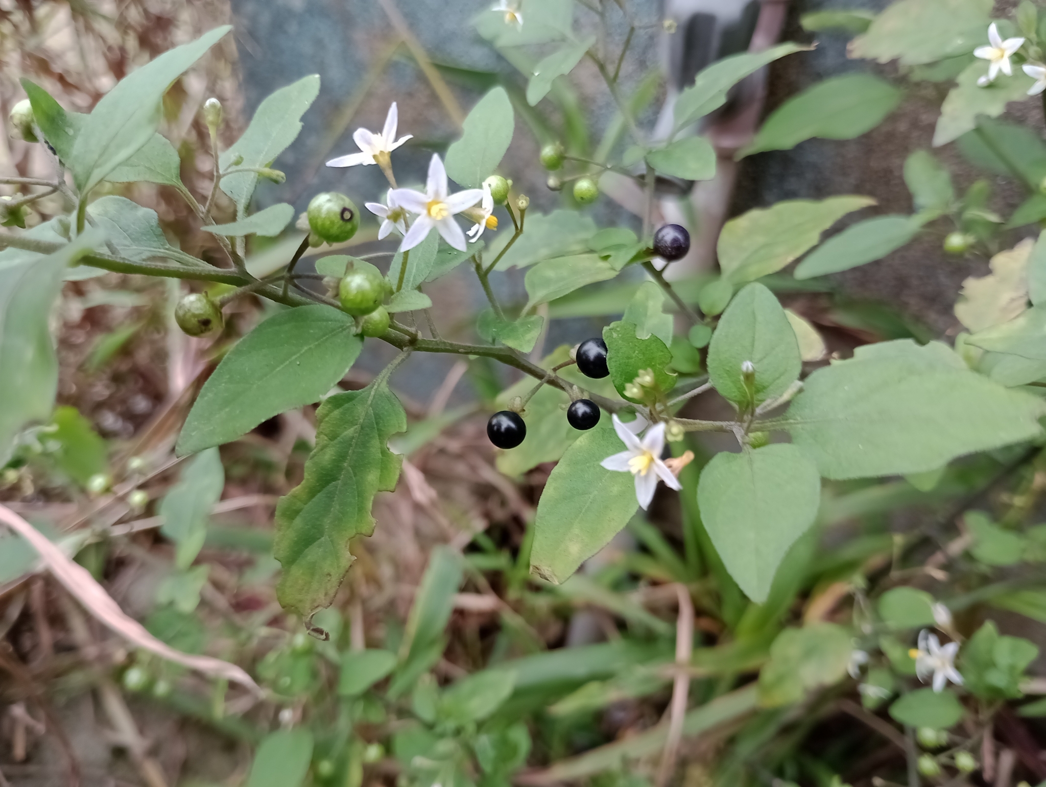 Solanum americanum