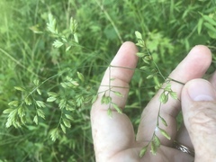 Festuca paradoxa