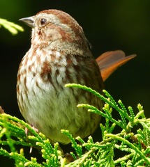 Melospiza melodia