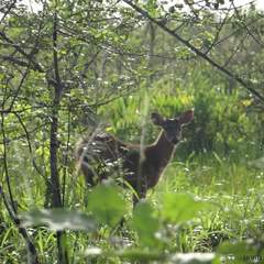 Odocoileus virginianus cariacou