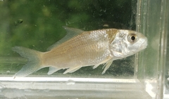 Carpiodes carpio