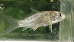 Carpiodes carpio