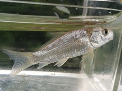 Carpiodes carpio