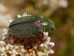 Dystaxia murrayi