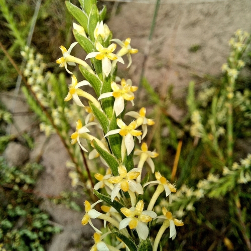 Image of Ribbed Capespray by (c) kevin koen, some rights reserved (CC BY-SA)
