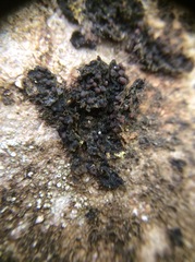 Collema nigrescens