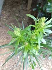 Liatrinae