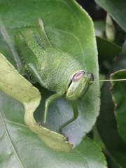 Schistocerca alutacea