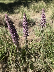 Veronica plantaginea