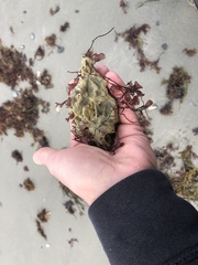 Halichondria panicea