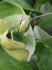 Schistocerca alutacea