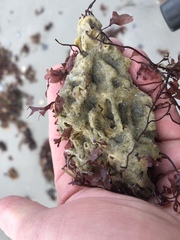 Halichondria panicea