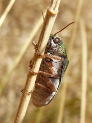 Dystaxia murrayi