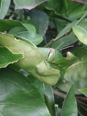 Schistocerca alutacea