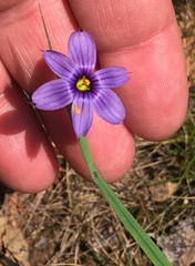 Sisyrinchium