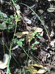 Triteleia ixioides ixioides