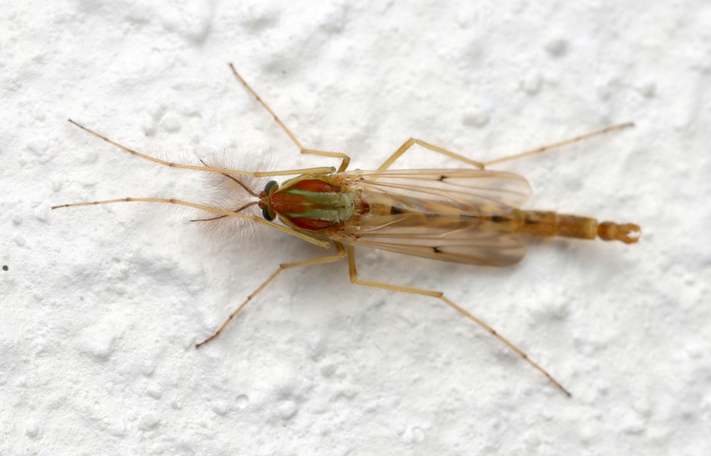 Chironomus formosipennis