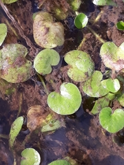 Hydrocharitaceae