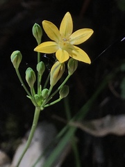 Triteleia ixioides ixioides