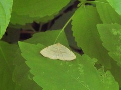 Zanclognatha pedipilalis