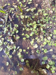 Hydrocharitaceae