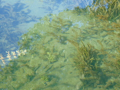 Sarmarutilus rubilio