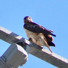 Buteo jamaicensis